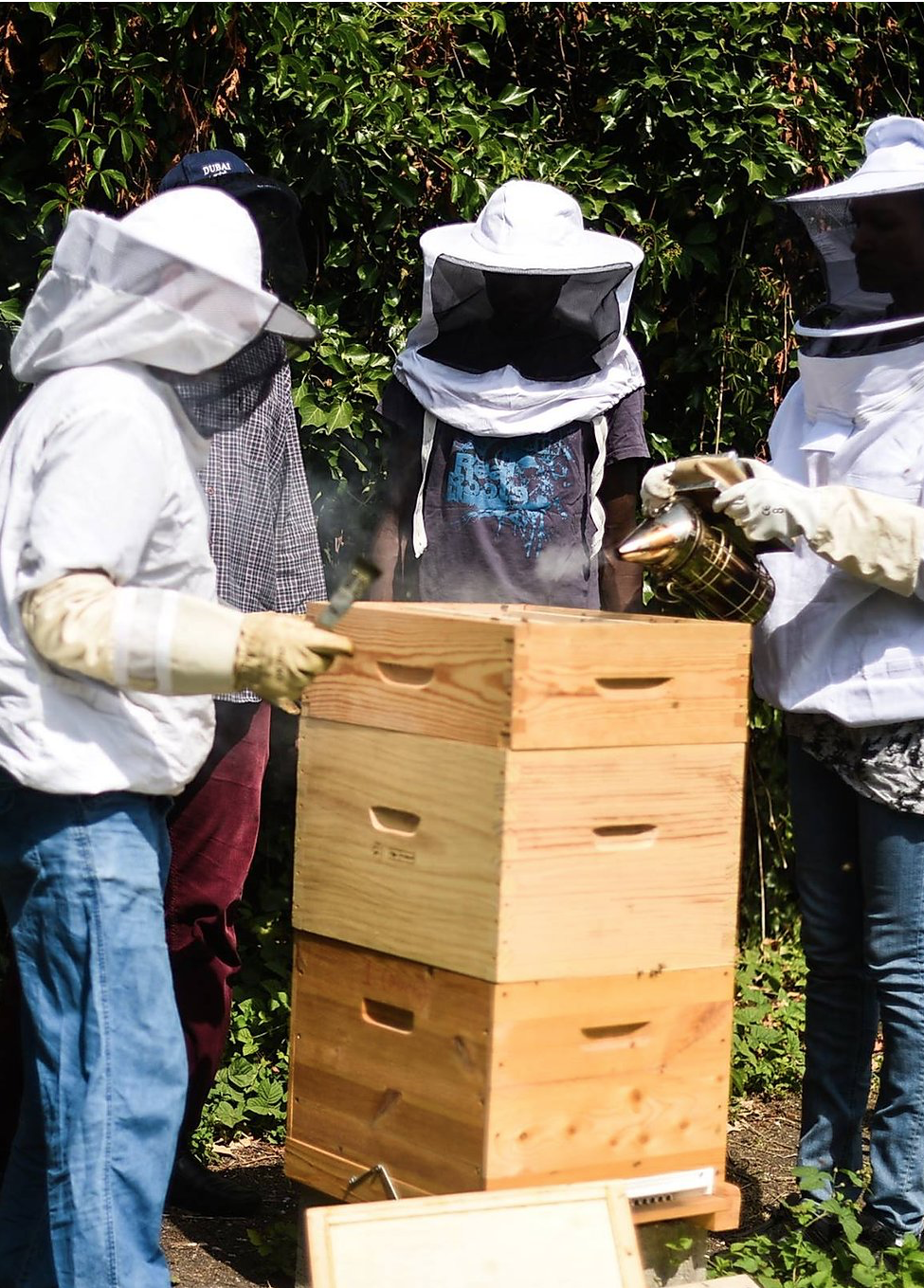 formation de réfugiés au métier d'apiculteur